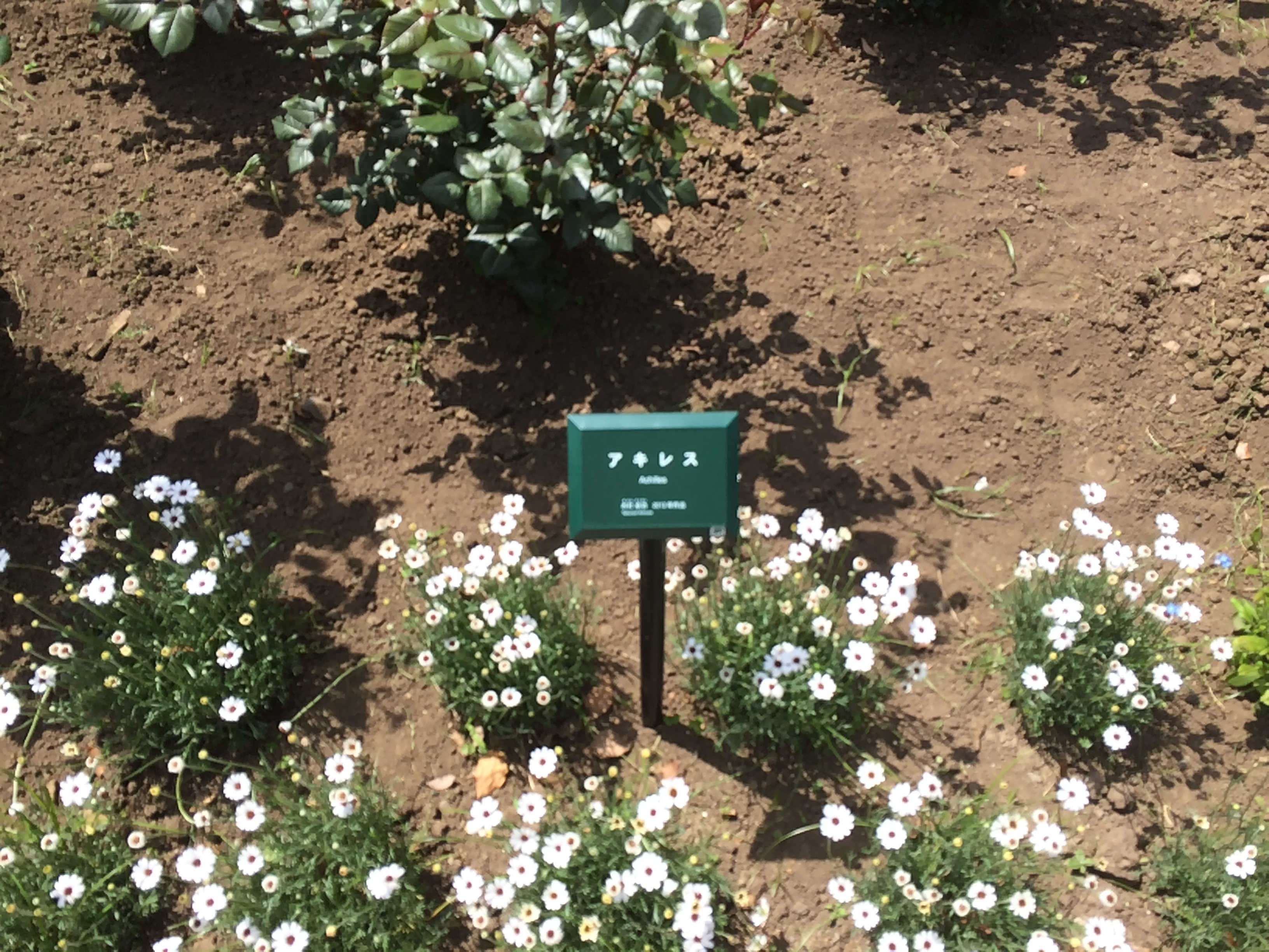 日比谷公園　第一花壇　アキレス